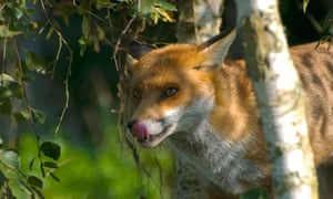 My Battle With The Urban Fox Environment The Guardian