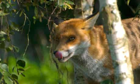 A Red Fox Vulpes vulpes 008