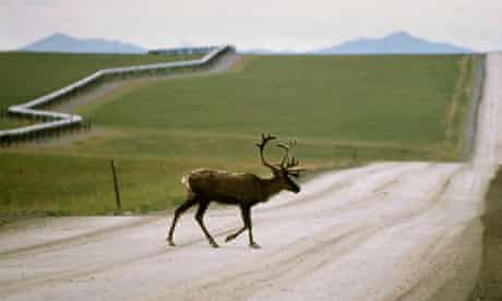 Caribou near the trans-Alaska oil pipeline