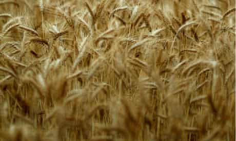 Australian wheat