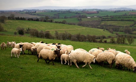 Lambing season at Great Tre-Rhew Farm in Abergavenney, Wales