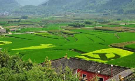 A paddy field with patterns of the China Communist Party flag in east China's Zhejiang province