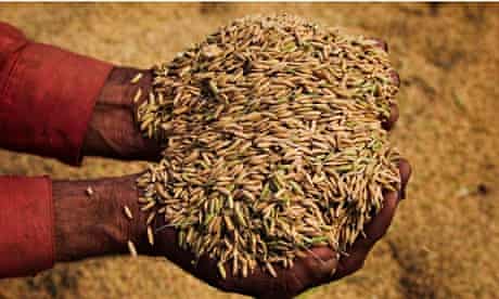 Rice being harvested in Punjab, Pakistan