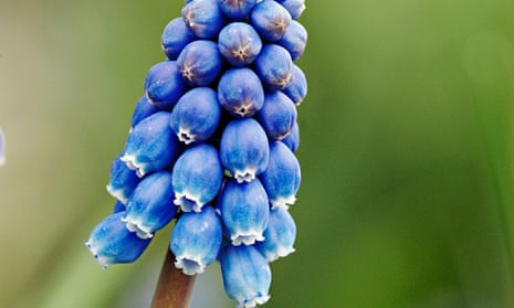 Alys Fowler: grape hyacinth