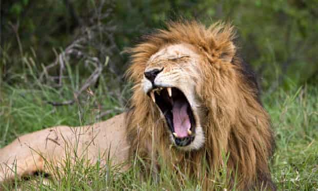 A lion roars