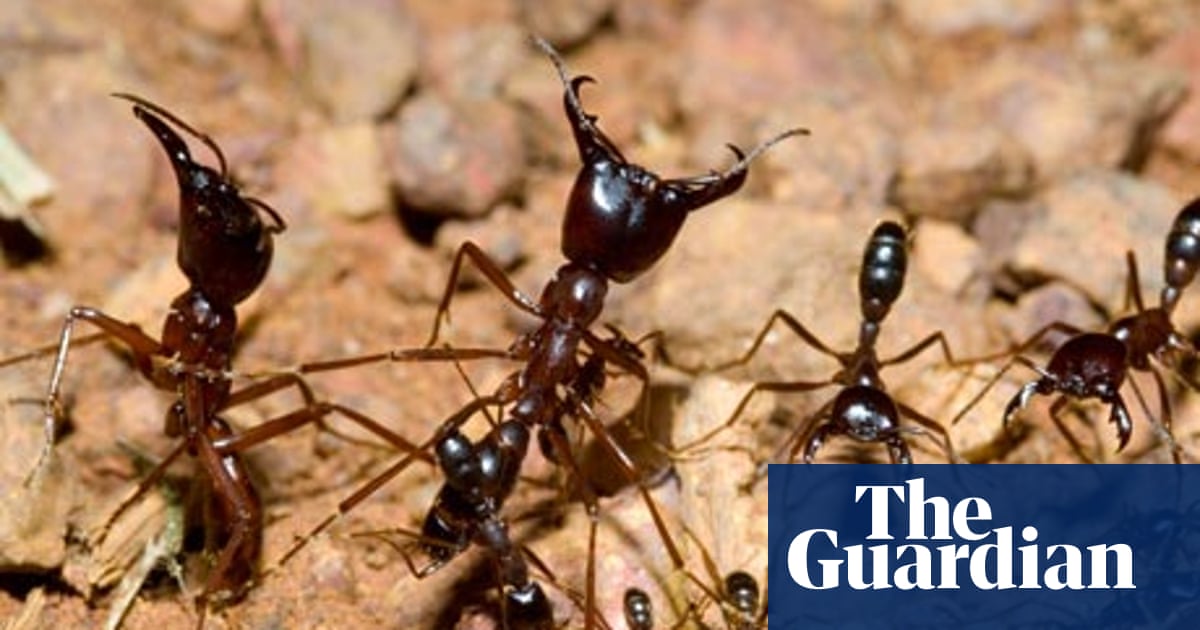 The Remarkable Self Organization Of Ants Animal Behaviour The Guardian The Remarkable Self Organization Of Ants Animal Behaviour The Guardian