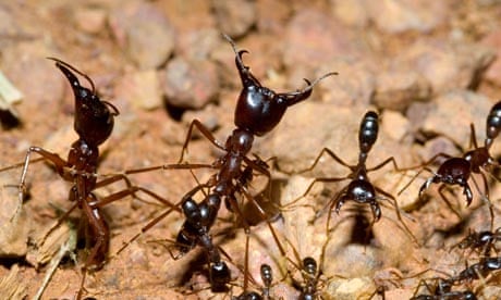 Army ants respond to predatory chimpanzees by streaming to the surface to defend their colony 