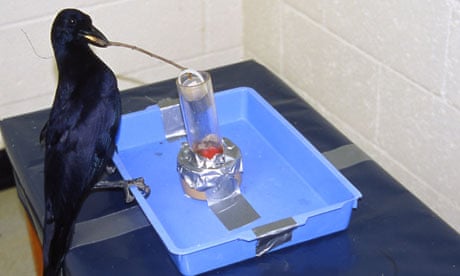 Abel, one of the first New Caledonian crows at Oxford University to demonstrate tool use