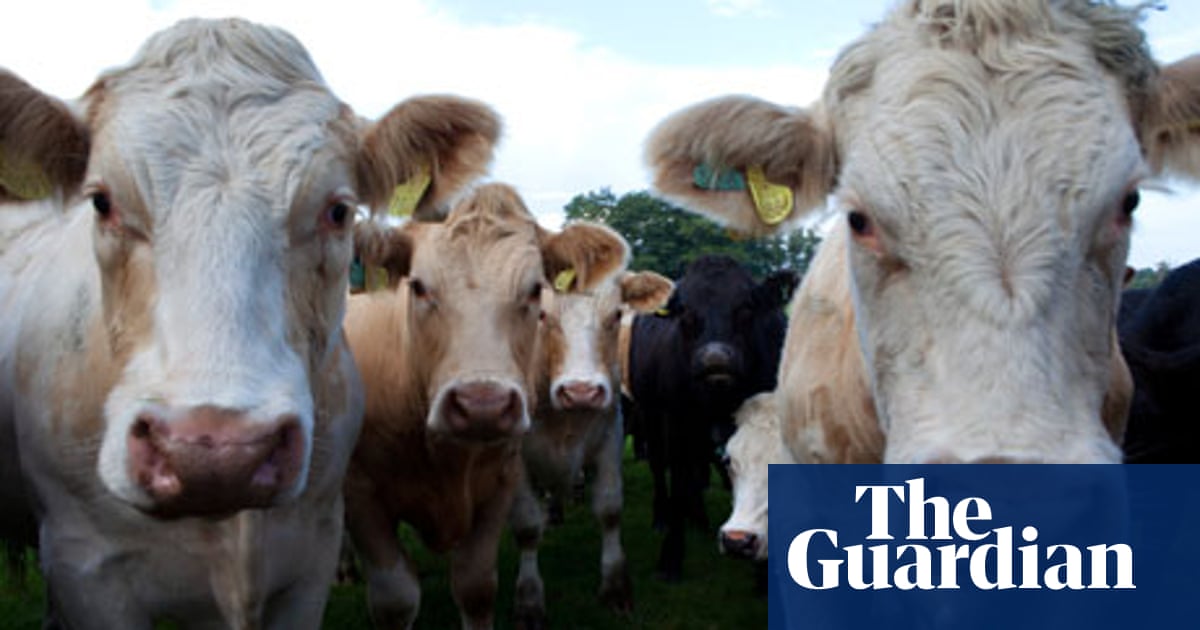 Why cows like to chew over things together | Research | The Guardian