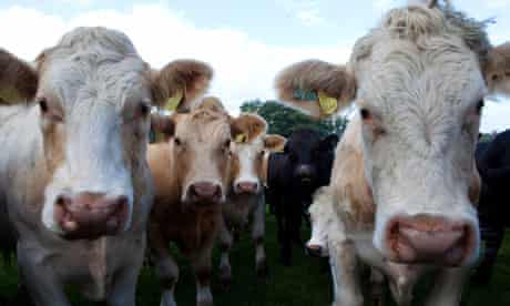 Like-minded: cattle tend to synchronise their behaviour