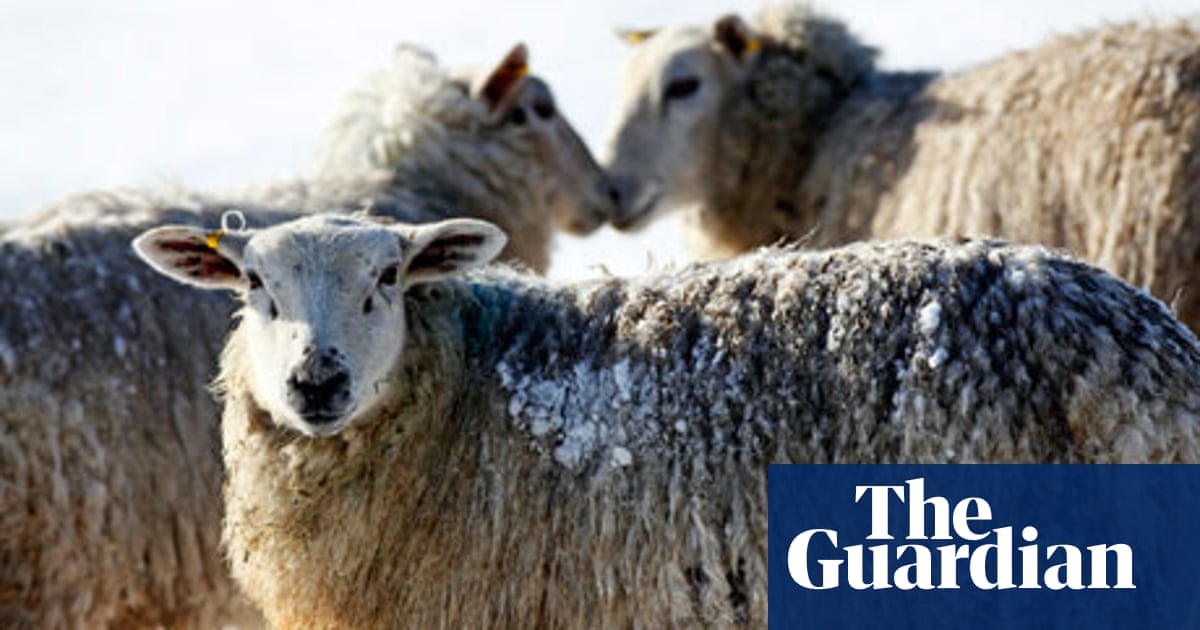 Improbable research: sheep don't always behave like sheep | Research | The  Guardian