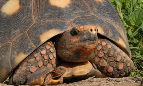 Gwyneth Paltrow S Guide To Yawning Science The Guardian