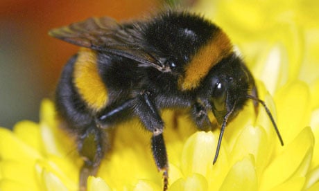 Bumblebee pollination is worth a vast amount to the economy