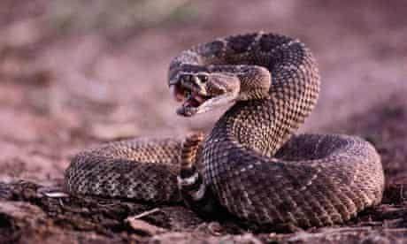 Patient X tried the electric shock treatment when he was bitten by his pet rattlesnake.