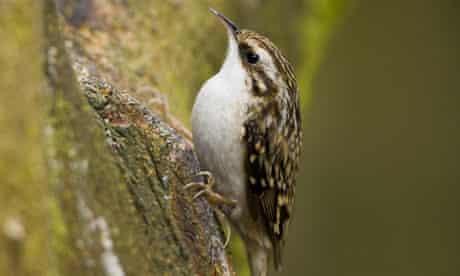 Treecreeper perched on the side of a tree trunk: will you spot one during the Big Garden Birdwatch?