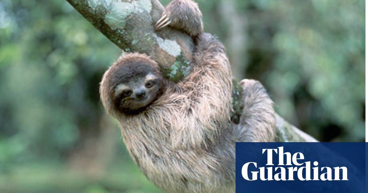 Sloths simply can't get away from scientists | Research | The Guardian