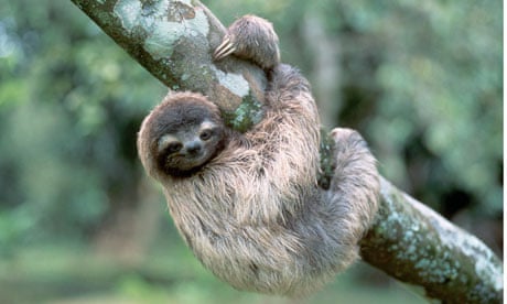 Sloths simply can't get away from scientists | Research | The Guardian