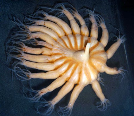 In pictures: Antarctic seas rich in marine life | Environment | The Guardian In pictures: Antarctic seas rich in marine life | Environment | The Guardian
