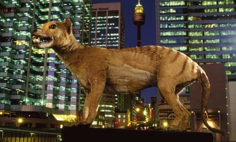 Extinct Tasmanian Wolf on Display in Sydney, Australia