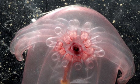 Census of Marine life reveals  secrets of the deep sea