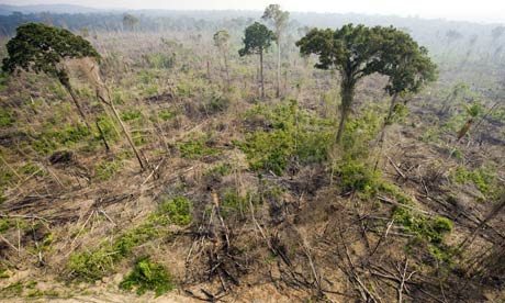 COP15 REDD Rainforest or rain forest  Jamanxim National Forest, state of Para, northern Brazil