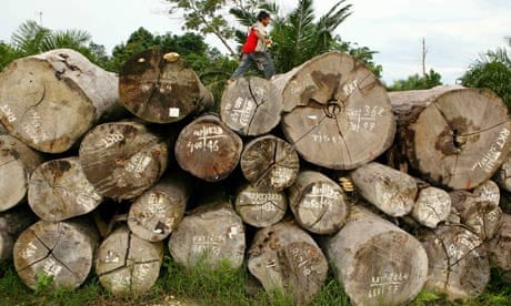 COP15 REDD rain forest or rainforest , Deforestation Continues In Sumatra