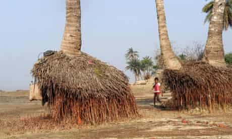 COP15 3C roots of palm trees exposed due to erosion on Ghoramara Island, in The Sundarbans