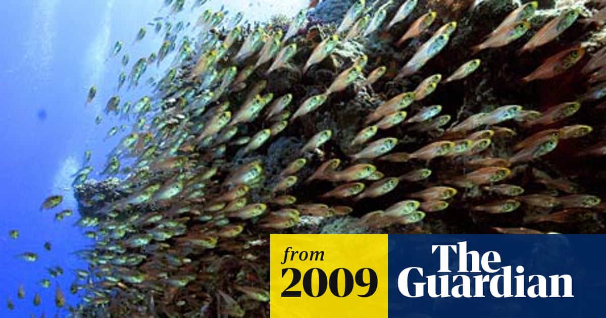 Ocean acidification rates pose disaster for marine life, major study