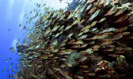 COP15 climate change and biodiversity : fishes swim over the coral reef at Sharm el-Sheikh in Egypt