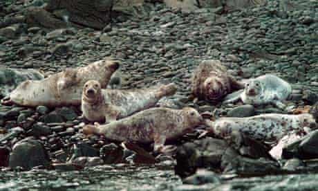 Scottish seals