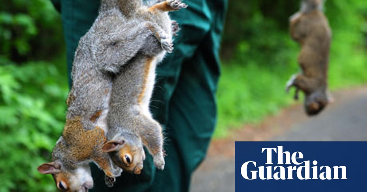 Squirrels In The Garden Your Deterrents Life And Style The