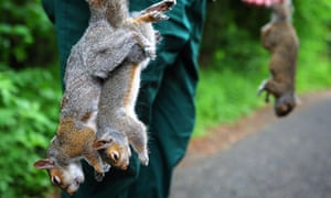 Get rid of squirrels in backyard