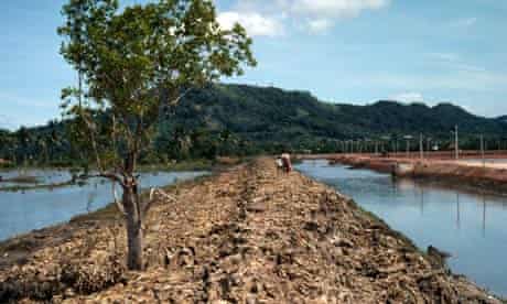 WWF Living Planet Report Mangrove destruction for shrimp farming in Thailand