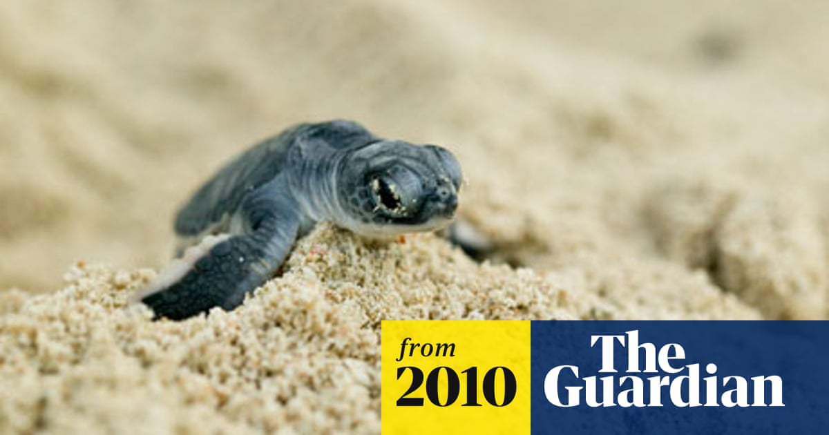Study Reveals Enormous Levels Of Illegal Turtle Harvesting In Madagascar Marine Life The Guardian