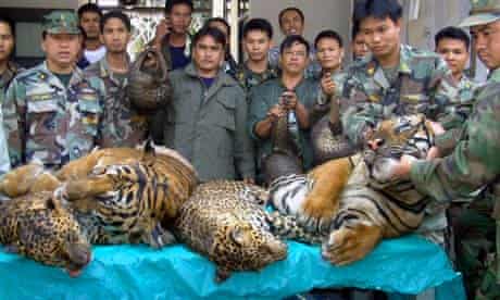 dead tigers and leopards seized after a raid on an illegal wildlife trade