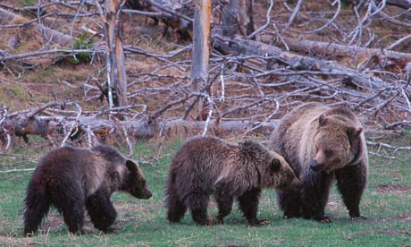 A female grizzly bear family rambles through Yellowstone National Park