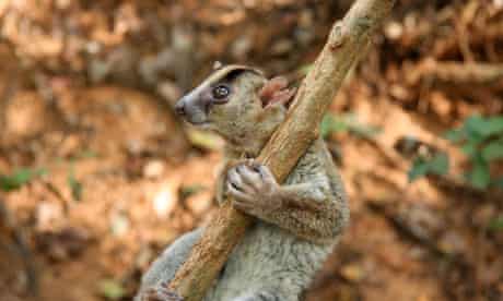 Decade of Discoveries : The phaner lemur 