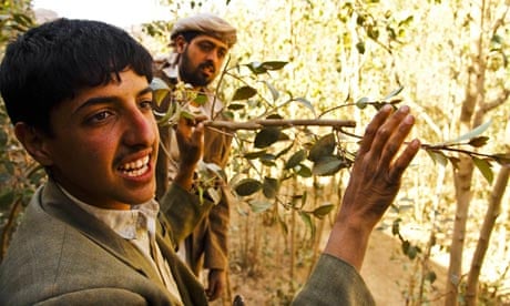 Yemen water crisis and qat production: Nabil Ali Rafik,  a qat farmer from Wad Dahr