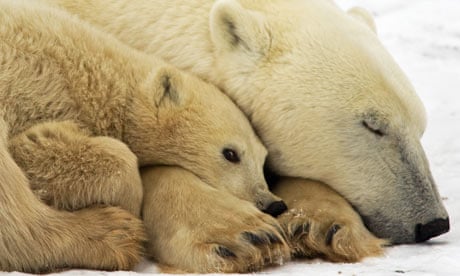 Polar Bear Endangered Species, Are Polar Bear Rugs Illegal