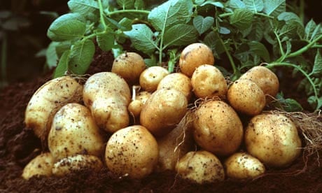 Brussels authorises growing GMO Amflora potato in Europe