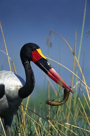 Okavango delta :  Saddle-Billed Stork with Fish