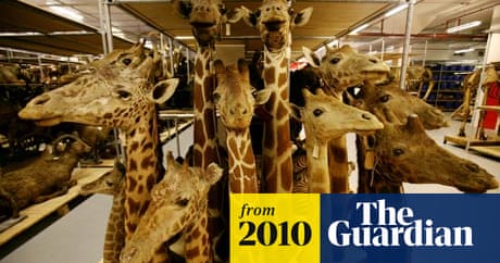 Humans Driving Extinction Faster Than Species Can Evolve Say Experts Conservation The Guardian