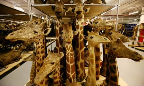 Stuffed animal heads including giraffes, in the Natural History Museum
