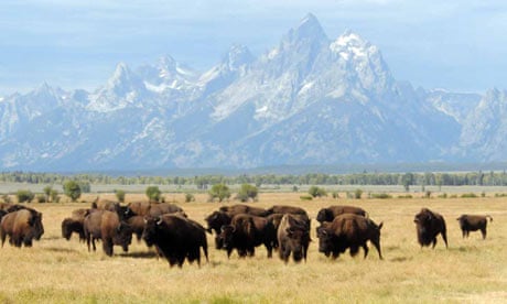 Conservationists unveil plans to restore bison to North American plains ...