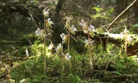 Ghost Orchids, Epipogium aphyllum, seen in Germany