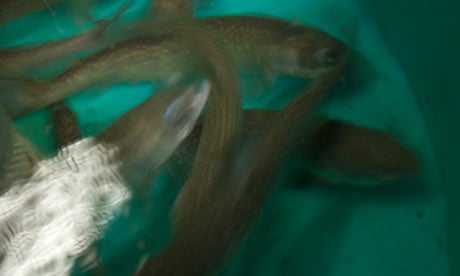Potomac river intersex fish mystery
