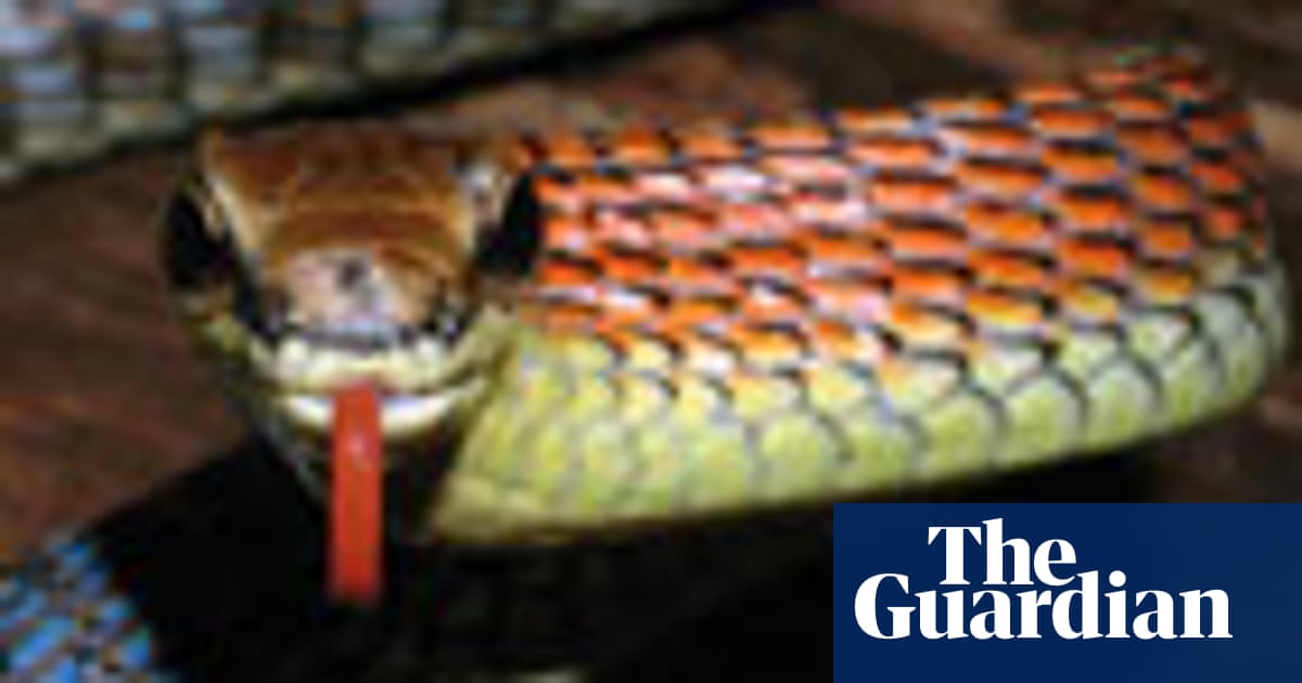 weird and wonderful species discovered
