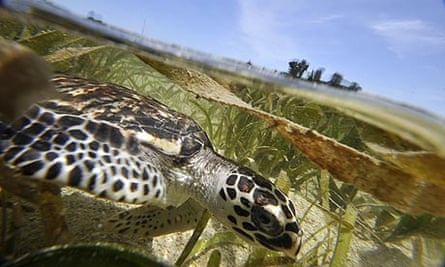 week in wildlife : A four-month old hawksbill turtle swims at Thousand Islands National Marine Park 
