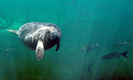 A Manatee swims in the 72-degree water at Blue Springs State Park in Orange City