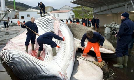 Whaling in Iceland : Whalers cut open a 35-tonne Fin whale